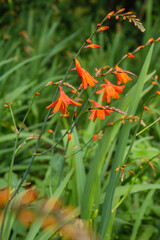 Crocosmia red flowers