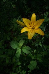 Light Yellow Thunberg Lily in Full Bloom