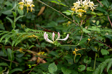 Obraz premium Honeysuckle flowers