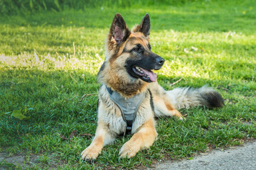 Beautiful German Shepherd dog lying down in the grass looking attentively to see if there is anything interesting to see