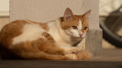 Golden and white cat in sunset