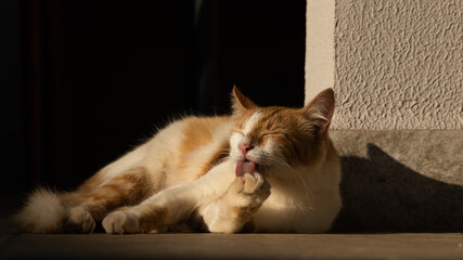 Golden and white cat in sunset