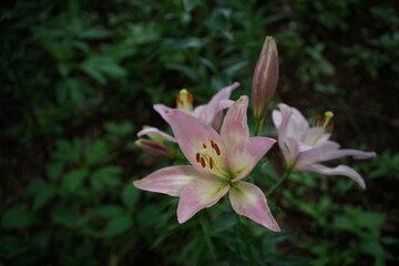 Faint Pink Flower of Thunberg Lily in Full Bloom