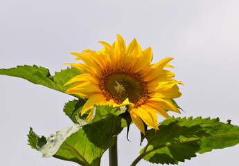 Giant Common Sunflower 