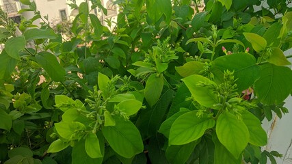 green leaves in the garden