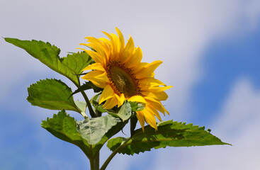Giant Sunflower or Common Sunflower Helianthus annuus