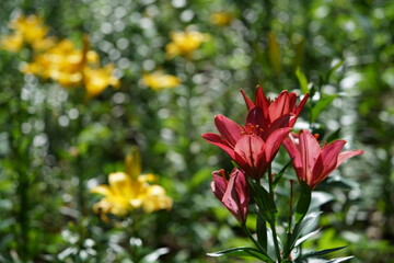 Light Purple Thunberg Lily in Full Bloom