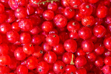 Background ripe Red currants. Close-up. Top view.