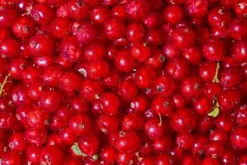 Background ripe Red currants. Close-up. Top view.