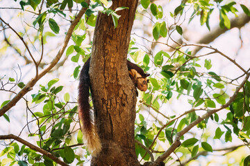 Fototapeta premium Goa, India. Indian Giant Squirrel, Or Malabar Giant Squirrel, Ratufa Indica Resting On Tree. It Is A Large Tree Squirrel Species In The Genus Ratufa Native To Forests And Woodlands In India