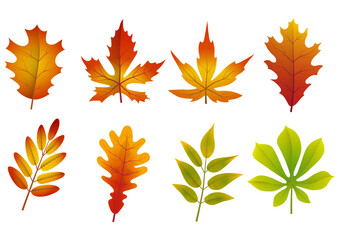 Autumn Leaves Set