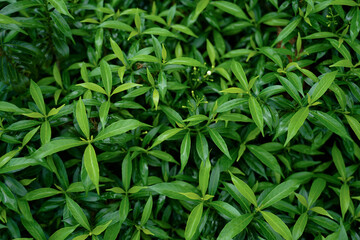 Fototapeta premium Dark green leaves with water droplets on the nature leaves after the rain