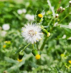 Flower and grass