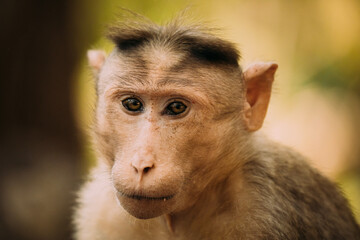 Goa, India. Bonnet Macaque - Macaca Radiata Or Zati. Monkey Close Up Portrait