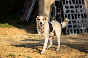 Young mix breed dog enjoying life despite of his handicap. Saved puppy with three legs finally happy at his home.