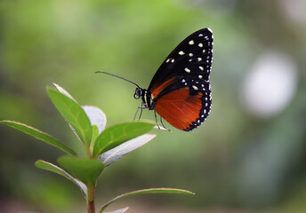 Obraz na płótnie Canvas Un papillon au Costa Rica