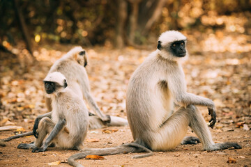 Goa, India. Gray Langur Monkey Sitting On Forest Ground