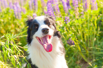 Outdoor portrait of cute smiling puppy border collie sitting on grass violet flower background. Little dog with funny face in sunny summer day outdoors. Pet care and funny animals life concept