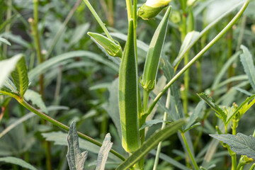 Okra or lady finger growing in farm