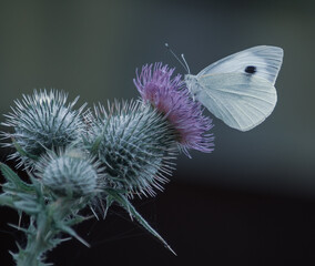 butterfly on a flower