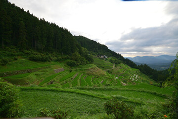 内子の泉谷棚田