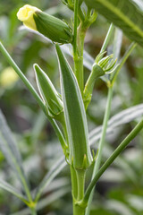 Okra or lady finger growing in farm