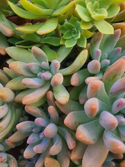 Obraz premium close up of succulent plant