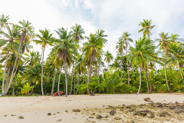 Coconut pam tropical tree on sea beach morning sunrise
