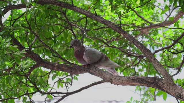 Close-up Pigeons perched on branches to avoid sunlight.