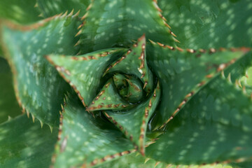 Beautiful haworthia aloe rosette macro top view of vibrant emerald green color growing in garden....