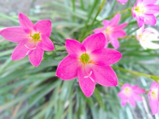 pink flowers in the garden. This image shoot in India. State-assam, district-barpeta, shoot date is 12/07/2020.