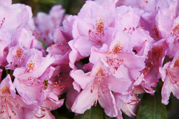 beautiful pink rhododendrons flowers blossom