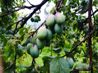 Unripe plums on a branch after rain with water droplets.