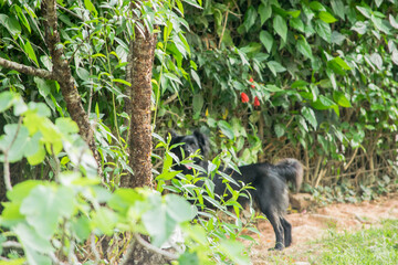 Cães Pequenos / Cadelas na natureza