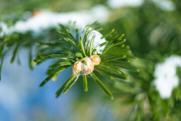 Coniferous branch close-up in winter, macro photo. The concept of winter holidays, new year, christmas, the beauty of the winter forest. Copyspace.