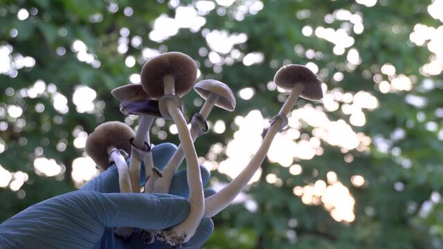 Psilocybe cubensis magic mushrooms. Demonstration of the mushroom. Sacred mushroom mazatek.