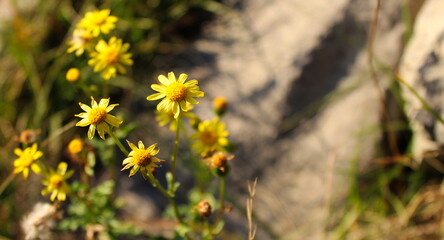 Banner of beautiful yellow flowers from the family Asteraceae.