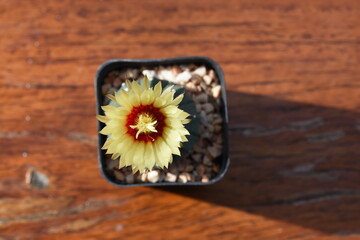 Cactus, which many people like to raise