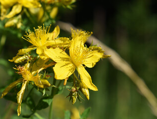 Echte Johanniskraut, Hypericum perforatum, Blüte mit Details, helles Gelb, sommerliche Farben