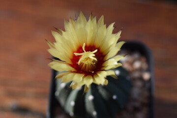 Cactus, which many people like to raise