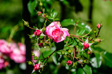 Large green bush with fresh vivid pink roses, smaller blooms and green leaves in a garden in a...