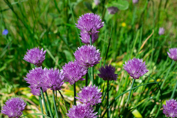 Obraz premium Lilac flowers of Schnitt-onion (Allium) in green grass.