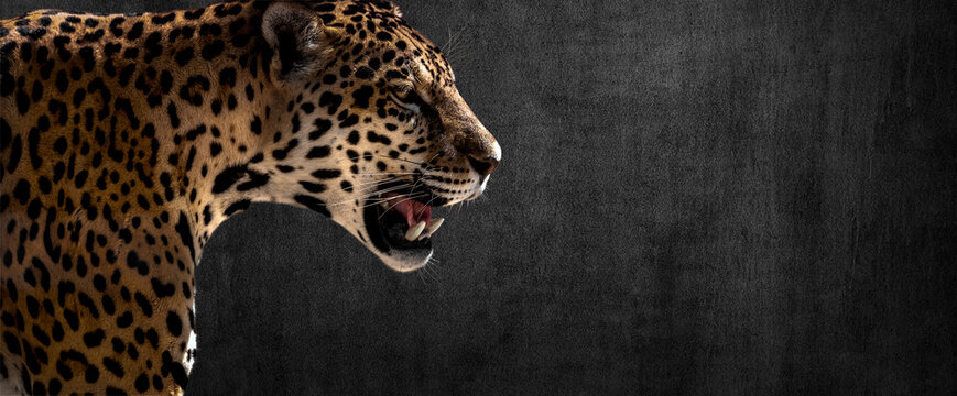 Jaguar On Horizontal Grey Wall Background
