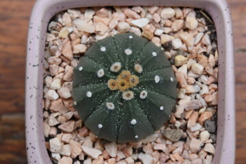 Cactus, which many people like to raise