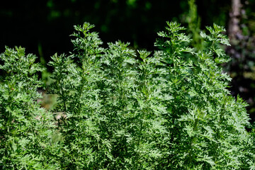 Close up of fresh green leaves of Artemisia absinthium (wormwood, grand wormwood, absinthe or absinthium), in a garden in a sunny spring day background photographed with soft focus.