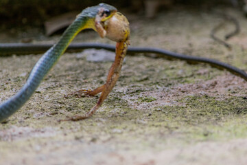 Cobra comendo Rã