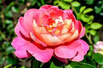 Close up of one delicate vivid pink magenta rose in full bloom and green leaves in a garden in a sunny summer day, beautiful outdoor floral background photographed with soft focus.