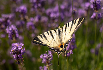 Closeup swallowtail butterfly on a lavender flower on a bright sunny day. 
A beautiful butterfly in the summer garden.