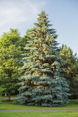 Fototapeta na wymiar blue spruce tree (Picea pungens)