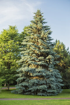 blue spruce tree (Picea pungens)
